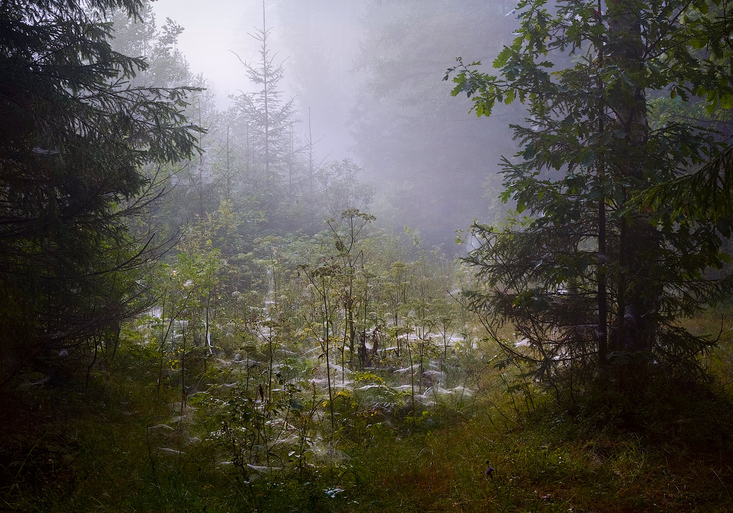 Запаутинило