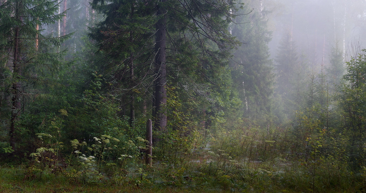 Грибные места