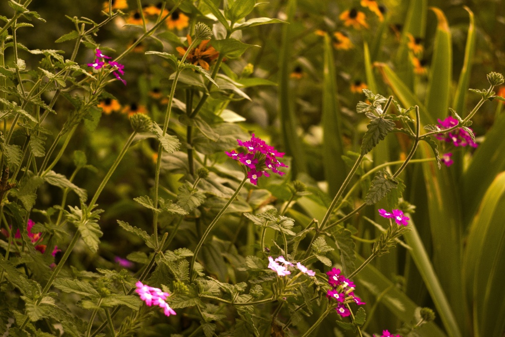 когда лето исчезает в осени