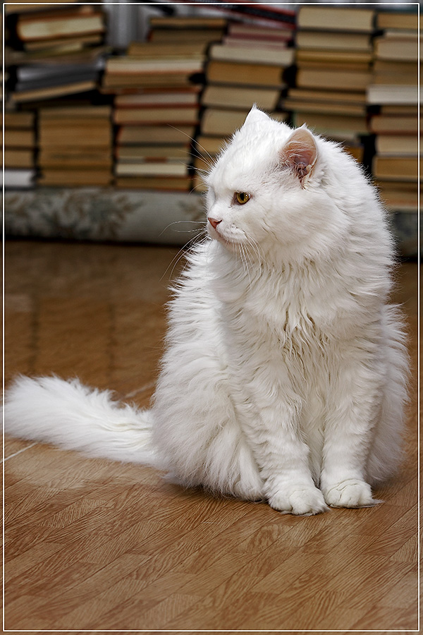 Кот учёный..