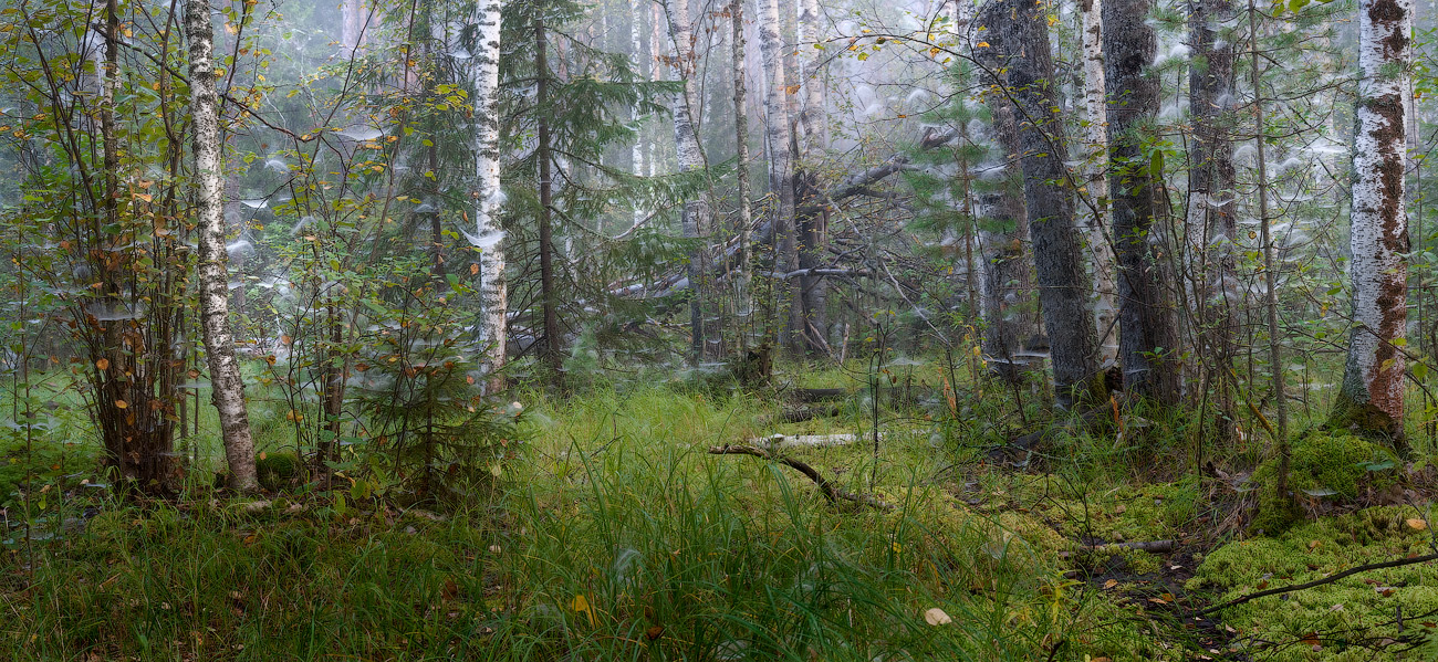 Запаутинило 2