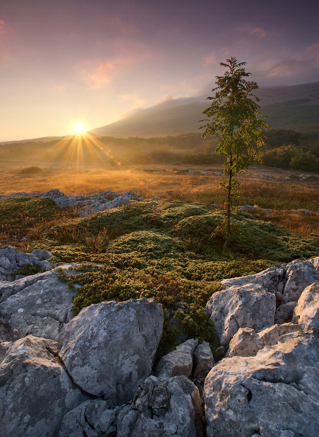 Золотистое утро