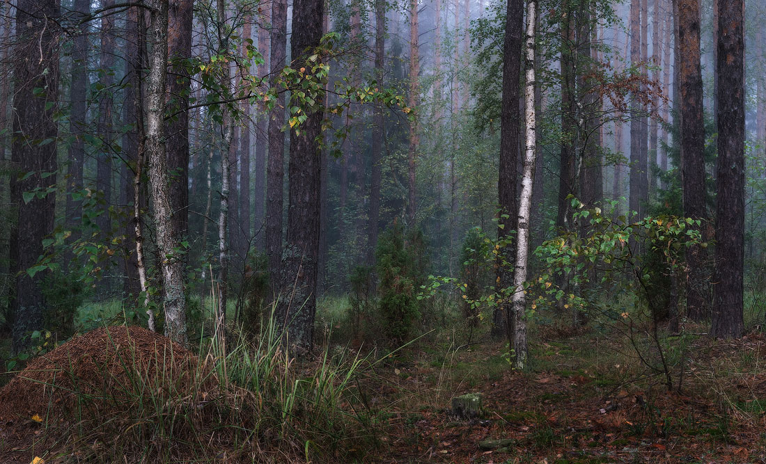 Этюд с муравейником