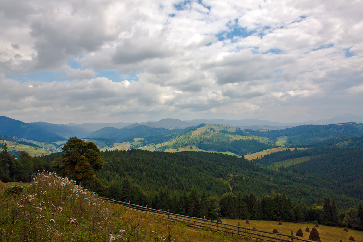 Карпатские виды