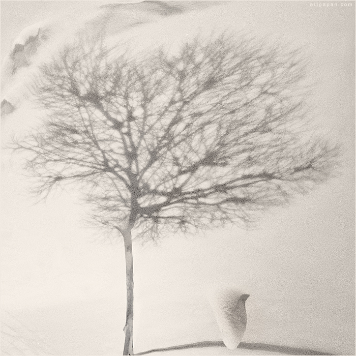 [ Про маленького ГвинПина, который Никогда не видел Деревьев...]