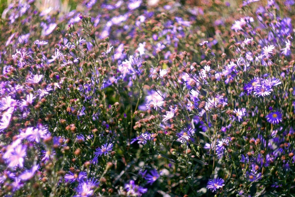 осенний васильковорот