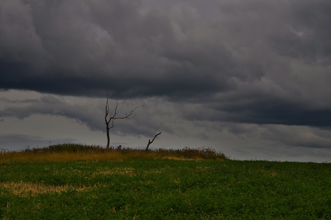 Загадочное дерево