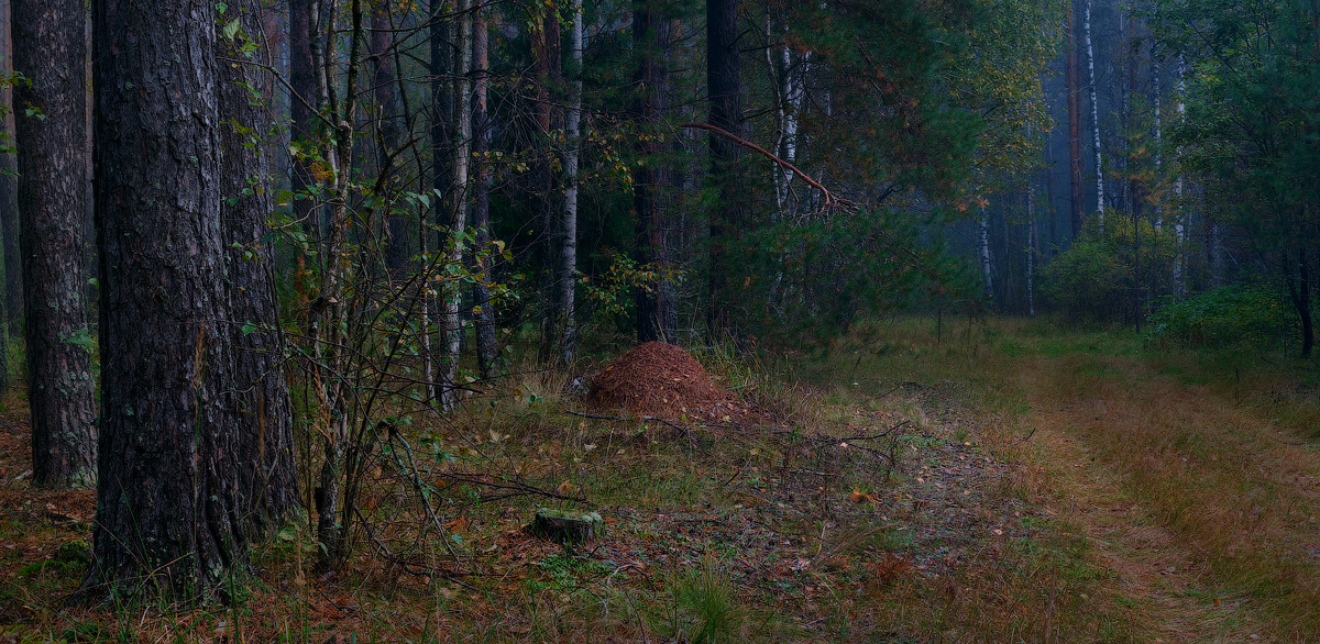 Этюд с муравейником 2