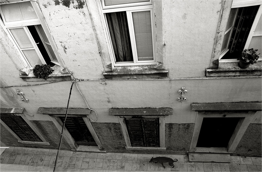 Вон бежит собака!