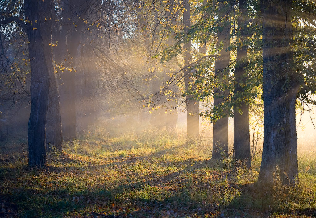 Купаясь в утренних лучах