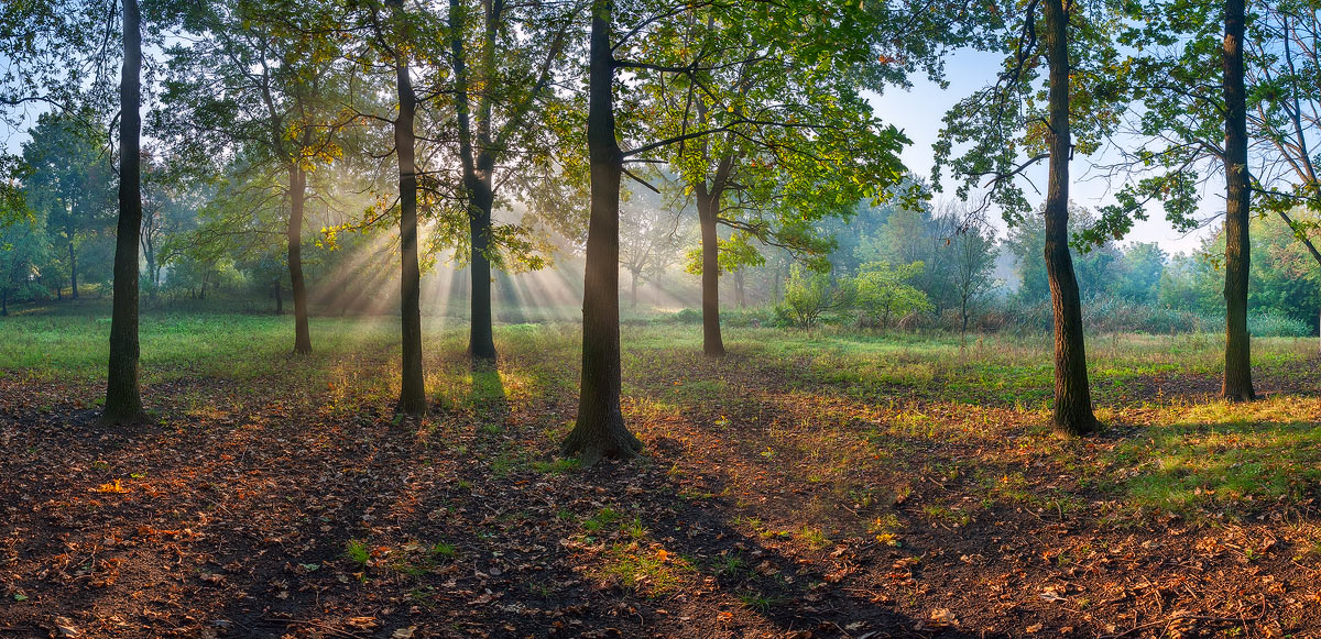 Осенняя сказка дубовой рощи