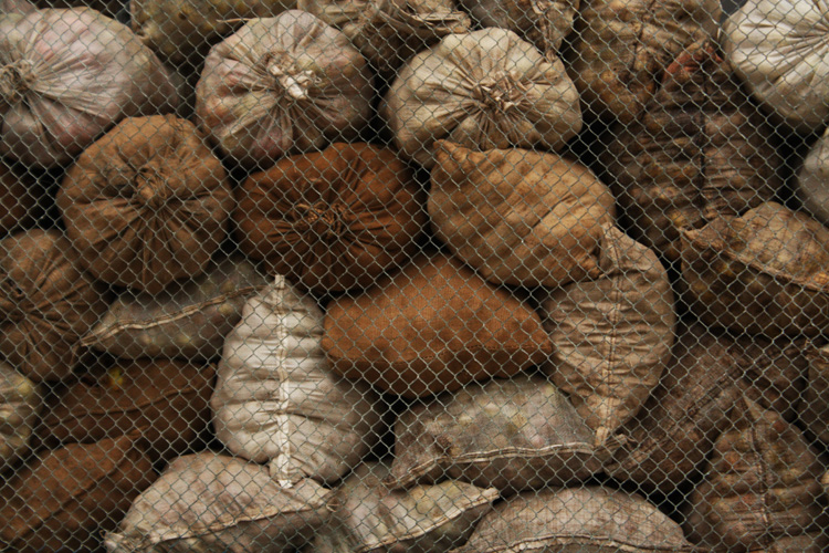 Яблоки - тренд этой осени