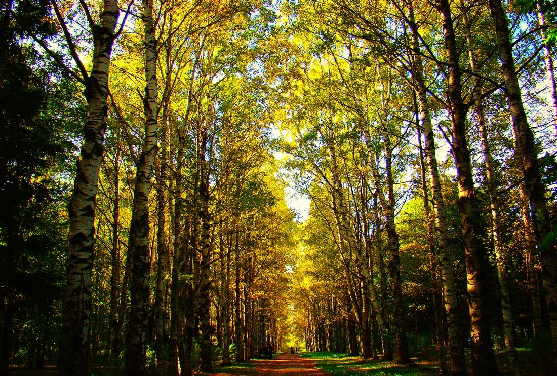 Золотая осень 2008