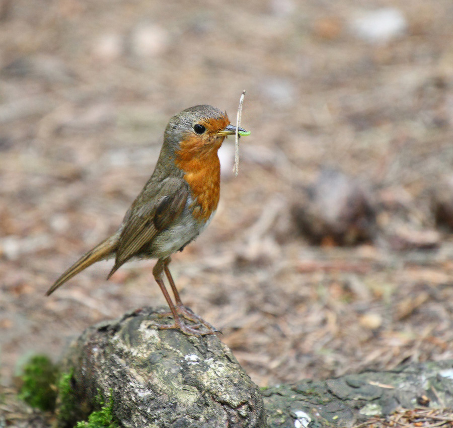родительские хлопоты