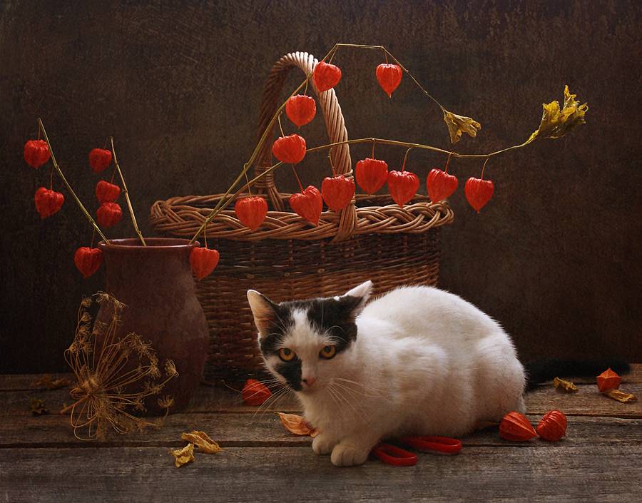 Wie ich erschossen Stillleben ...