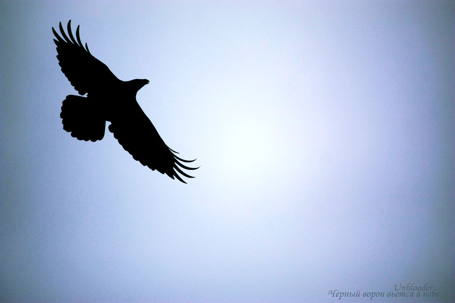 Black Crow Winde in den Himmel ...