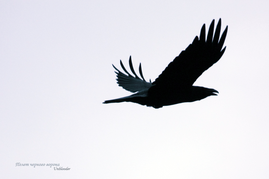 Flight of Black Crow