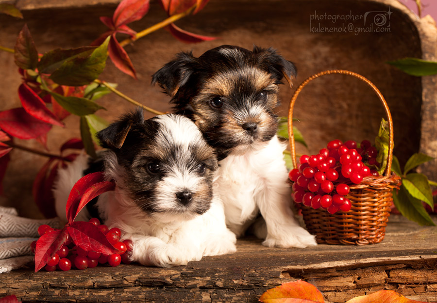 Биверята (щенки бивер йорка)