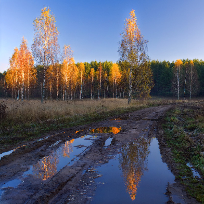 Лаская верхушки деревьев