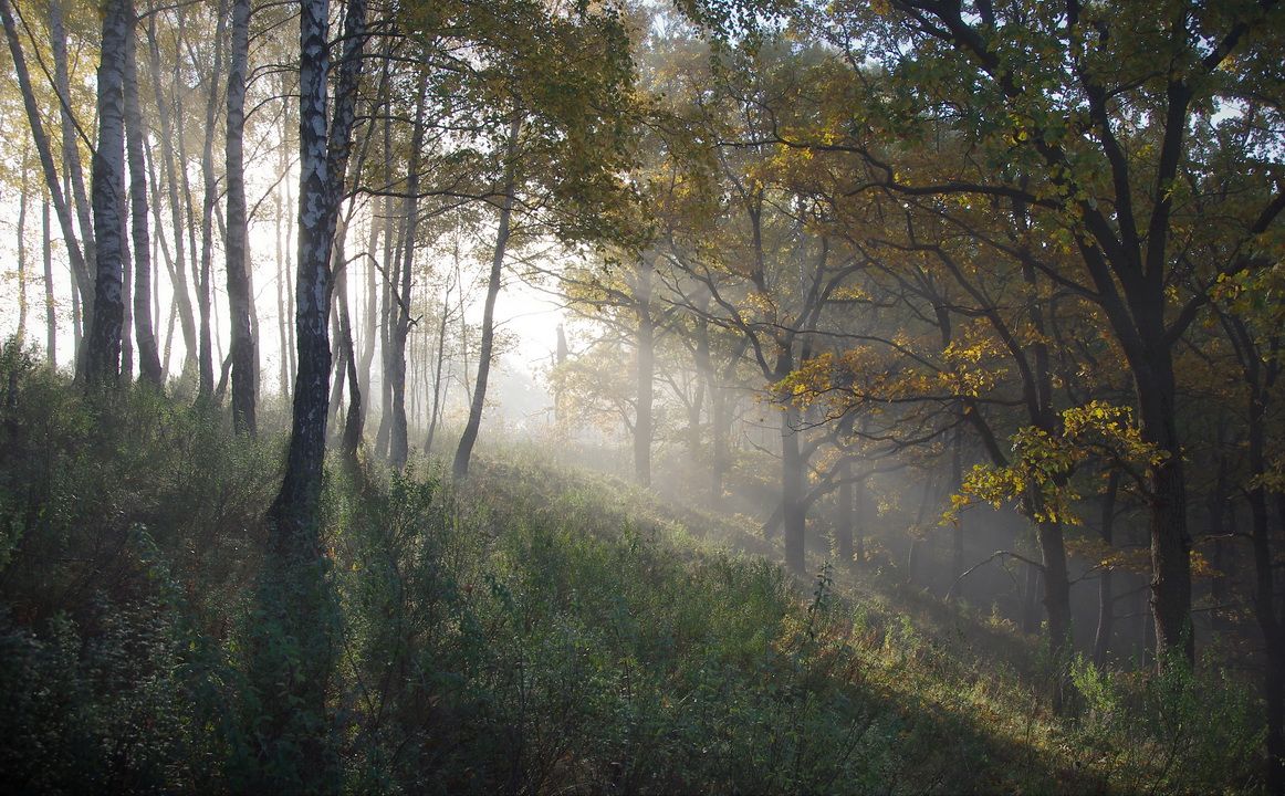 утро в ярах