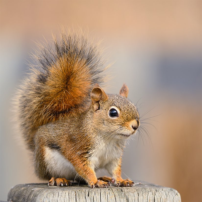 Posing for treat (?!)