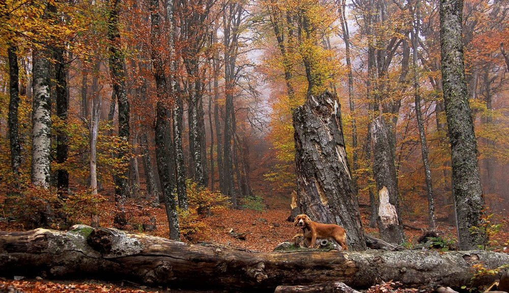Там не ведомых дорожках...