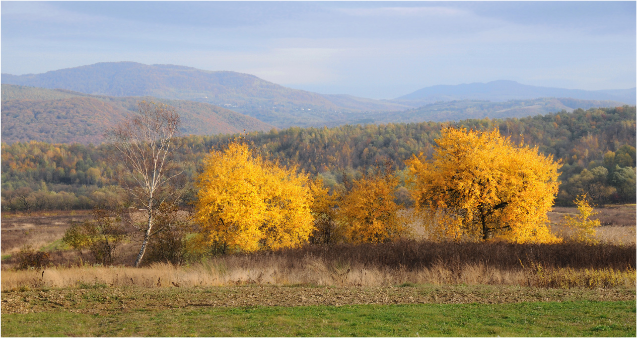 Акценты осени...