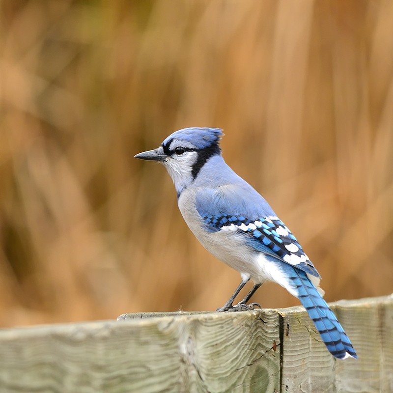 ~ Blue Jay ~