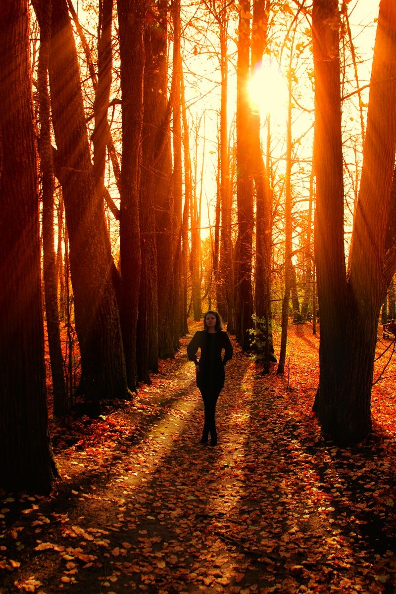 Волшебный лес