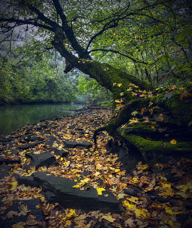 О, кленовые листья! Крылья вы обжигаете Пролетающим птицам.