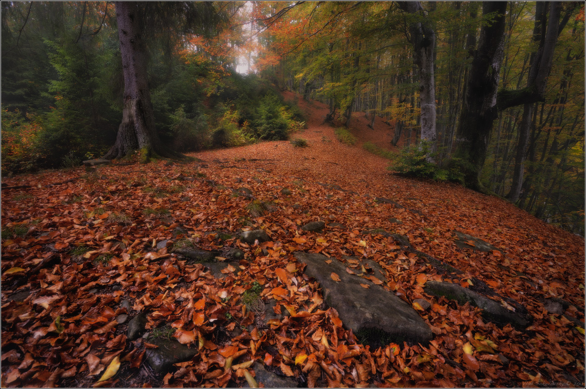 / Фрагменты осеннего леса ..  /