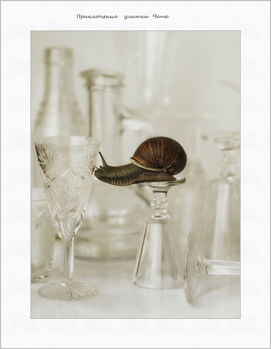 Приключения Чапы...