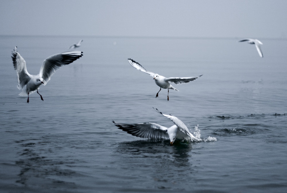 победитель!