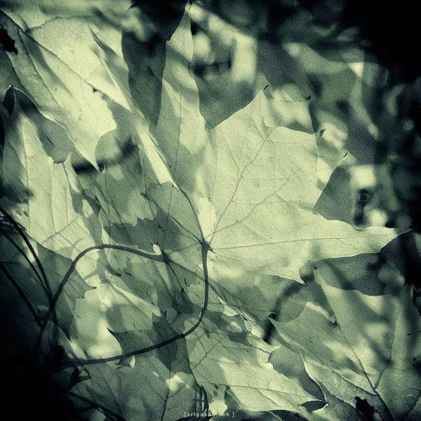 [ autumn mushrooms ]