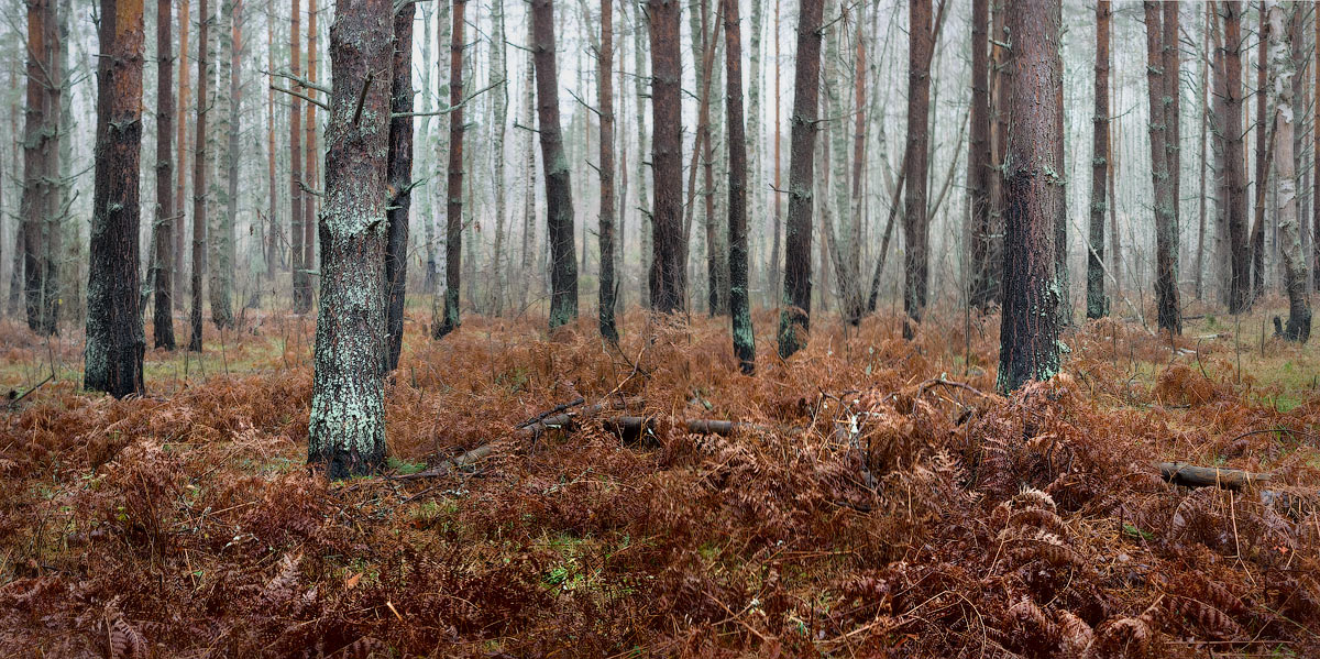 В ожидании снега