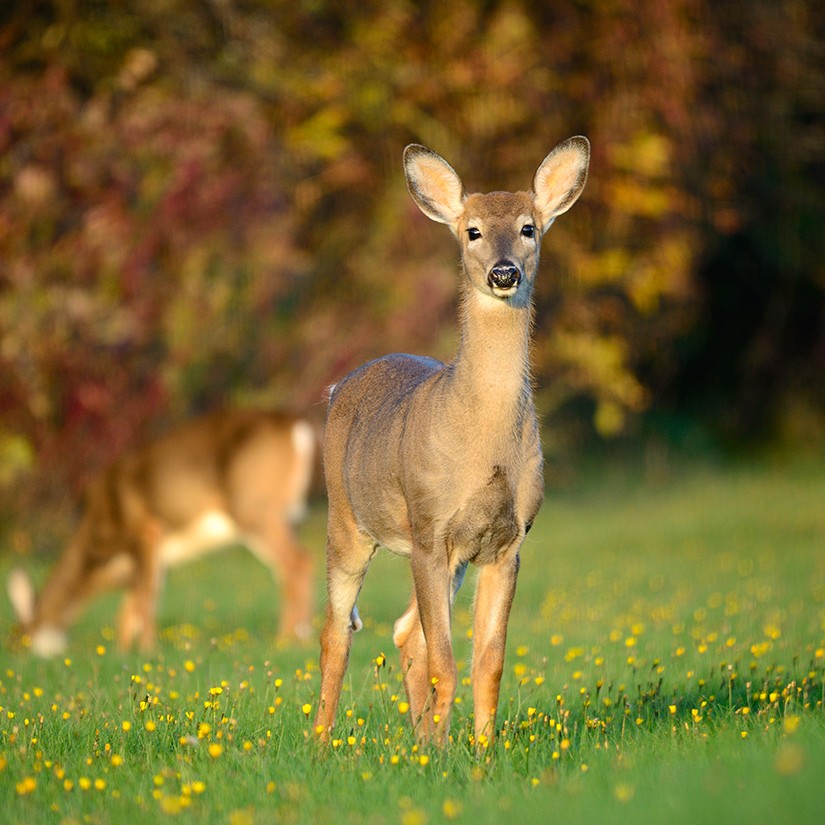 White-Tailed Deer
