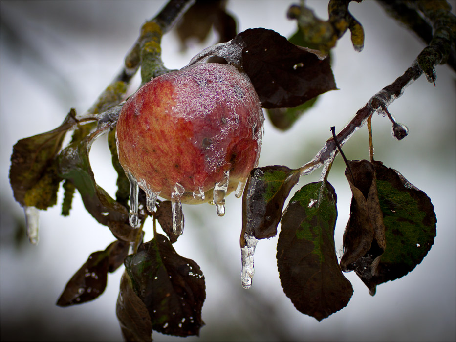 В ледяном плену