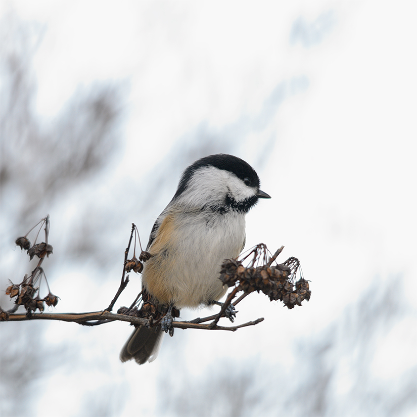 Black-Capped Chickadee
