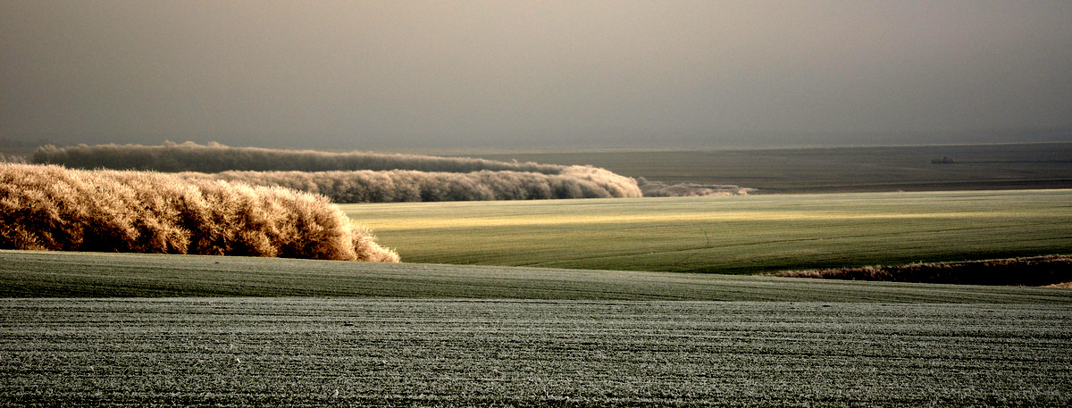 Серебряные поля