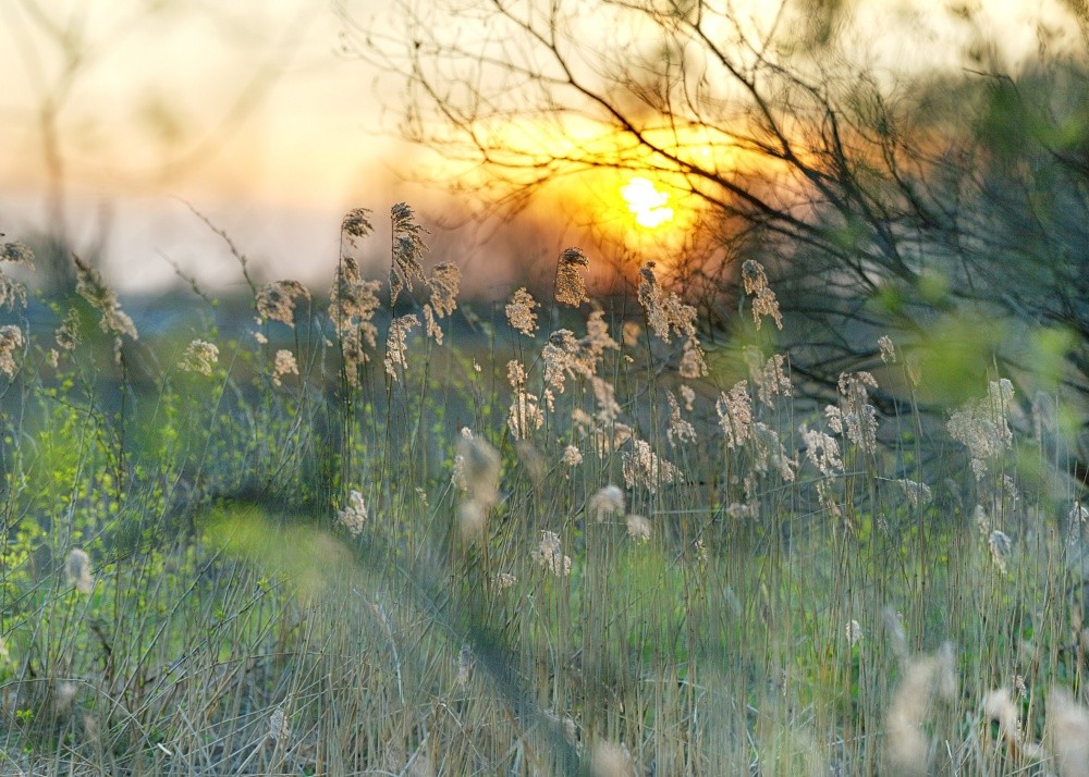 Весенняя зарисовка.