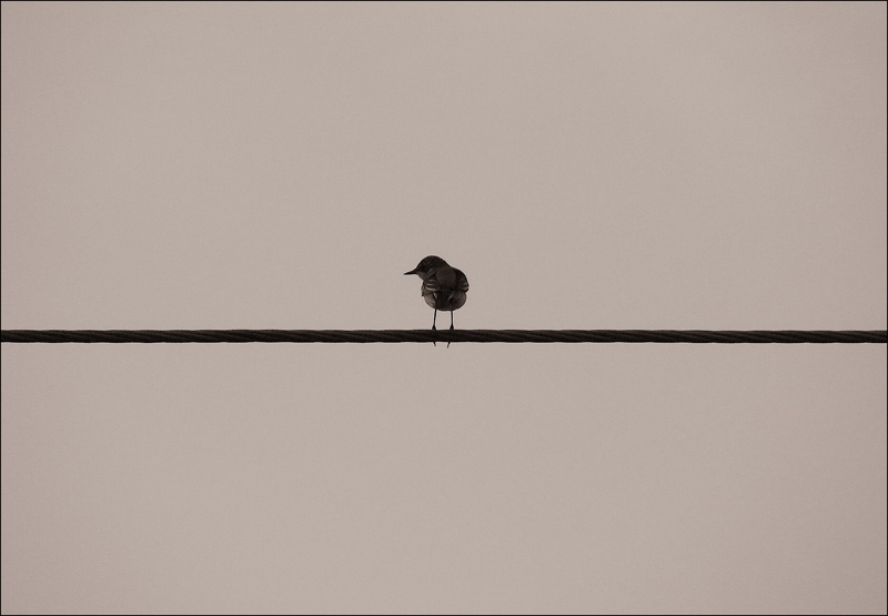 На распутьи..