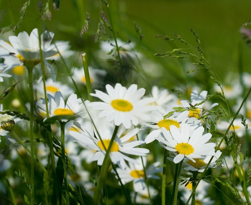 Летнее настроение