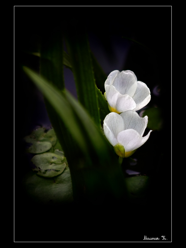 Цветочек беленький