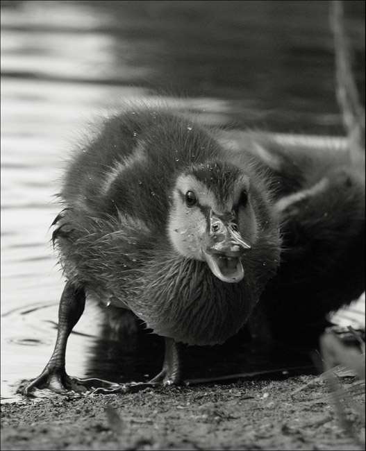 Да иди ты в пень!!!