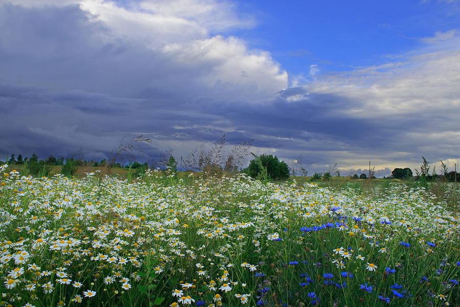 Ромашковая плантация с васильковыми элементами