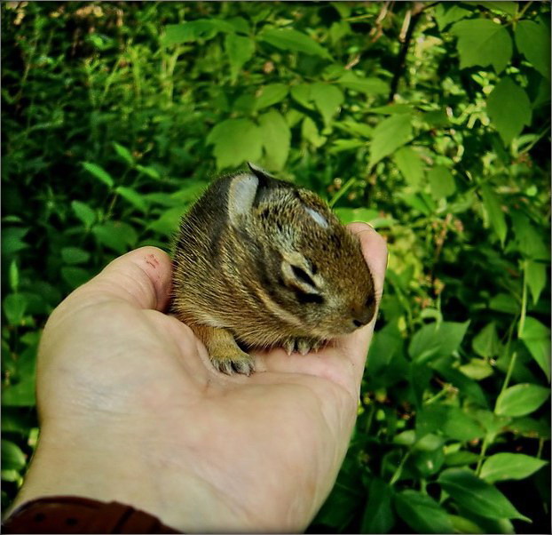 з дліннымі вушамі? - не, не я...