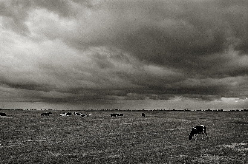 на лугу пасутся ко....