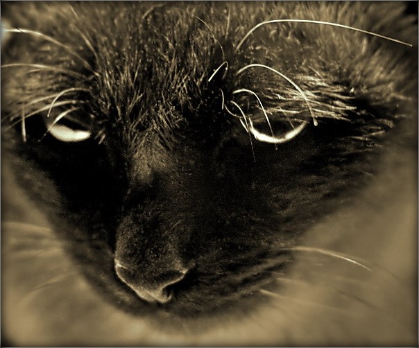 сыдзі, спакусьлівая...