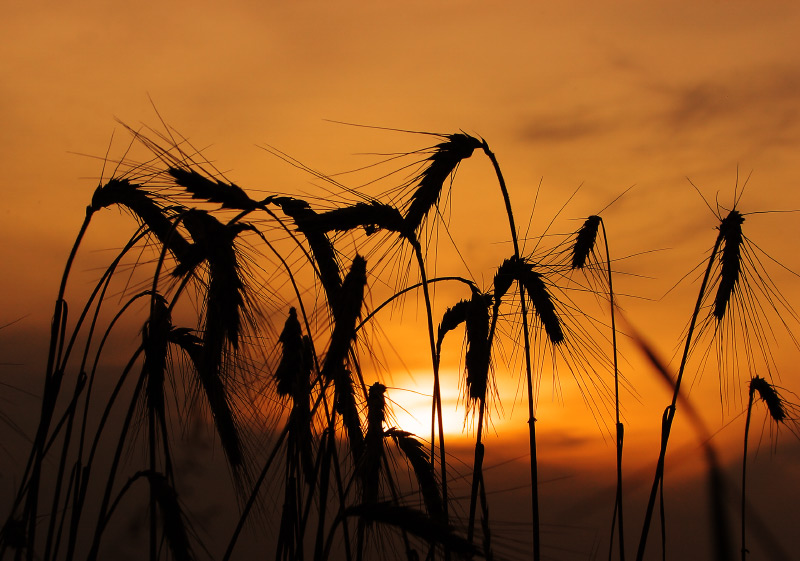 Утомлённые солнцем