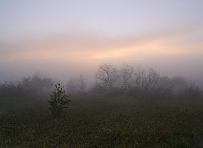 В поисках ёжика